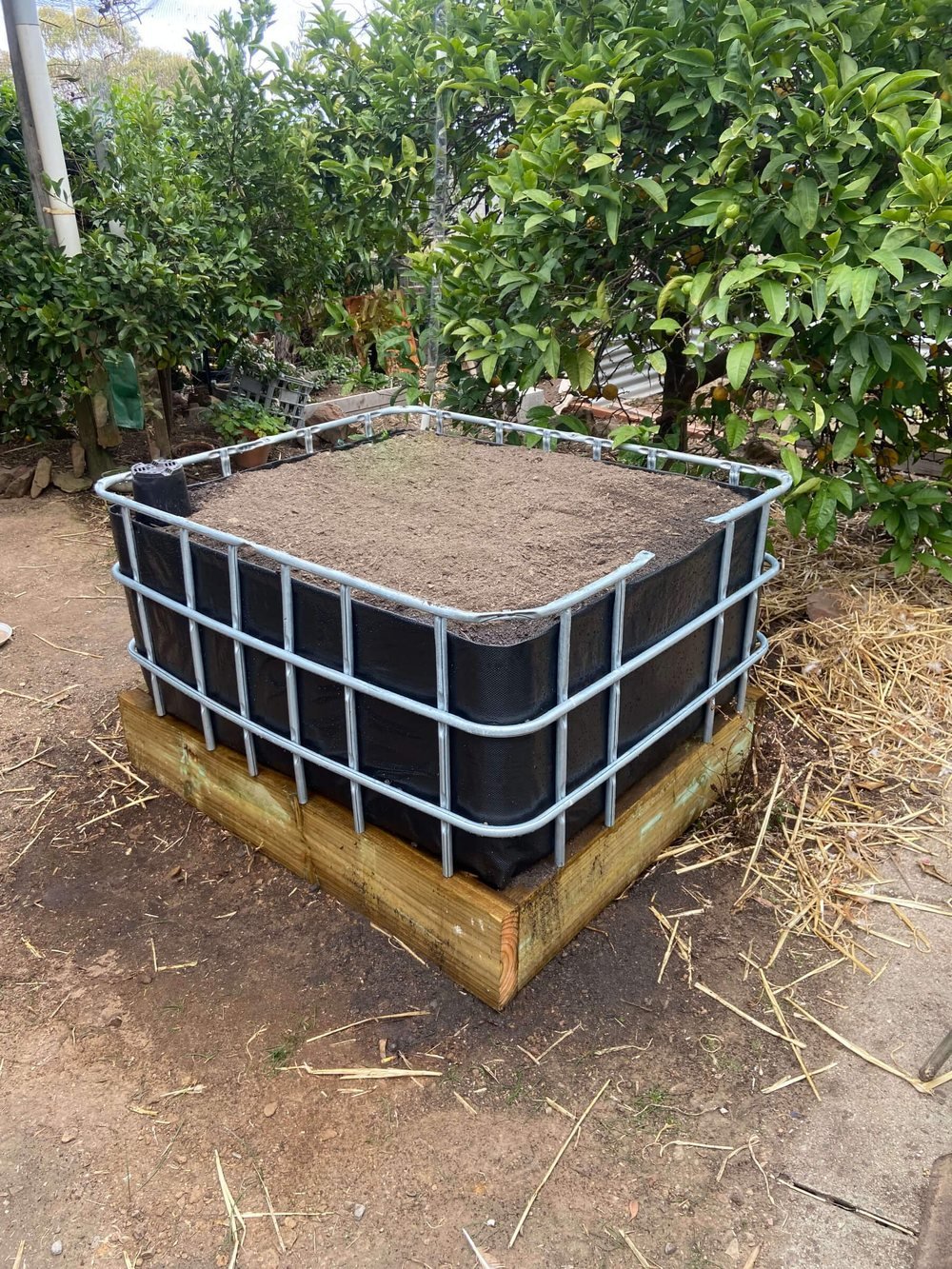 A single IBC wicking bed on a timber base, mulched and ready for winter, standing in an orchard