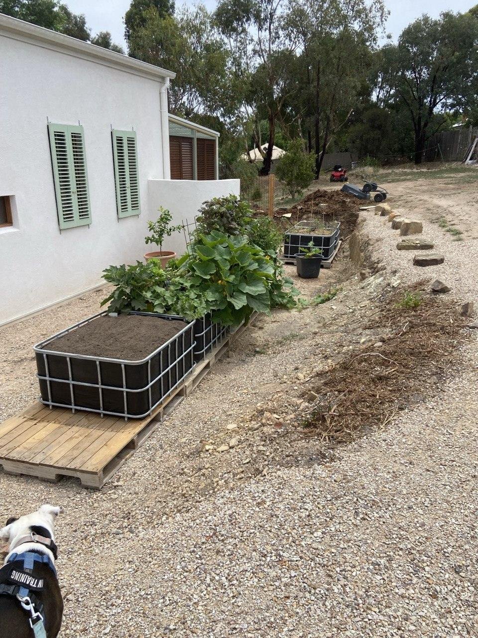 An IBC wicking bed raised on a pallet base beside a white weatherboard house, with a gravel path running alongside