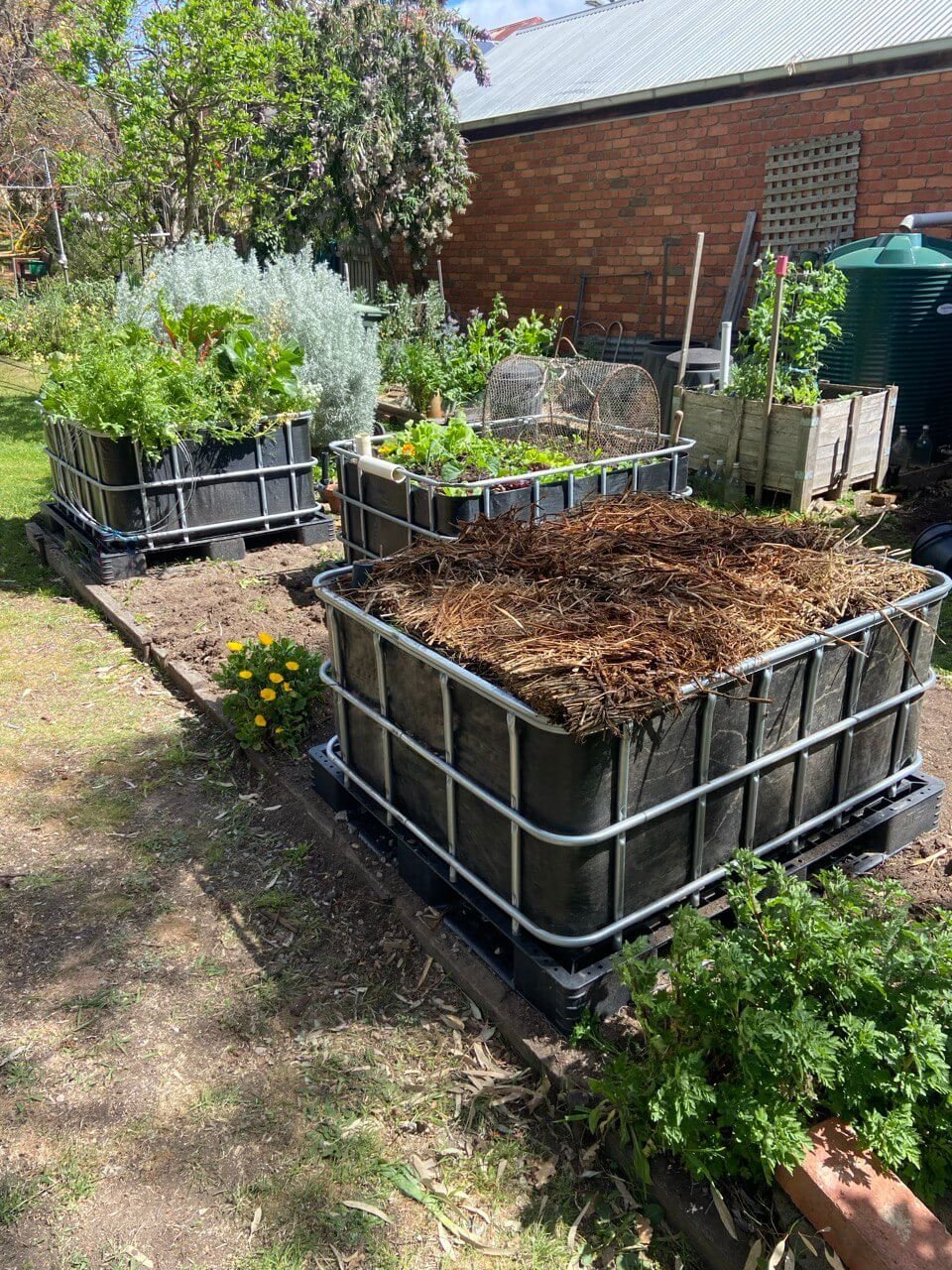 Two wicking beds in a suburban backyard, one newly filled with soil and one already planted