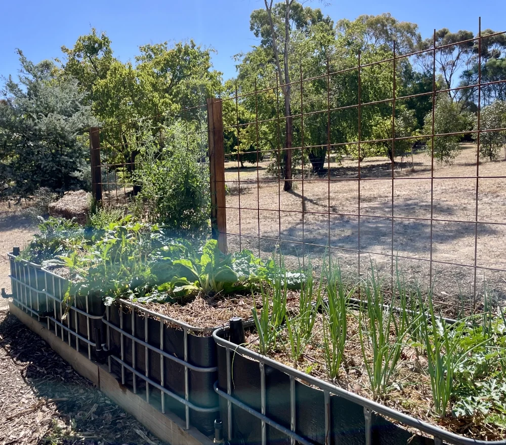 A long run of IBC wicking beds in an orchard, planted out with rows of young leafy greens and onions
