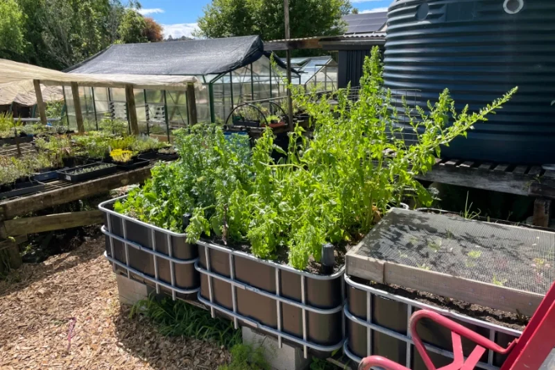 IBC wicking beds beside a water tank and shade house, growing herbs and greens