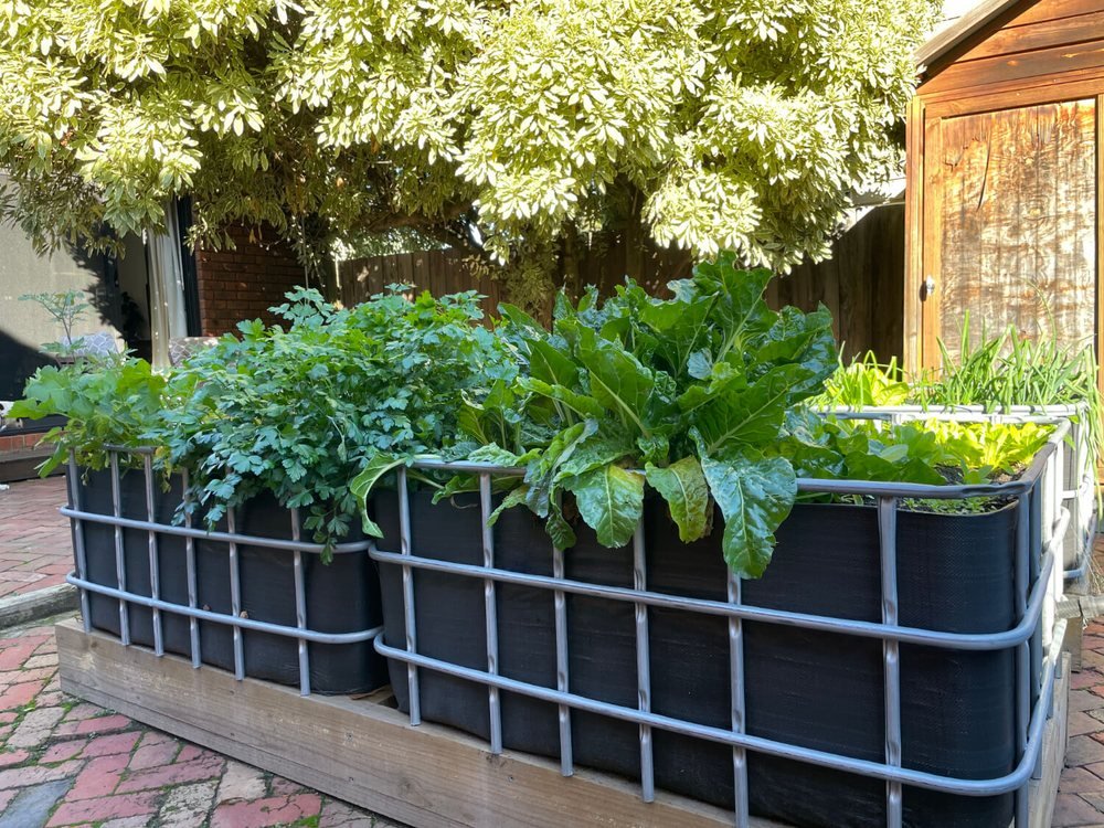 A wicking bed on a brick courtyard packed with silverbeet, kale and lettuce grown to full size