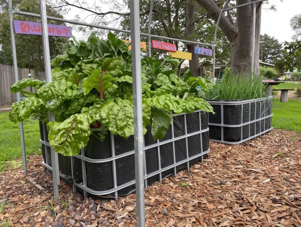 Rhubarb and silverbeet growing tall out of wicking beds under a climbing frame in a mulched backyard