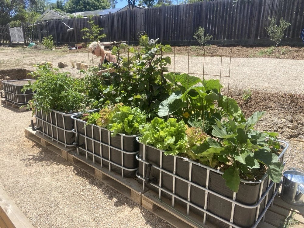 A row of wicking beds along a fence line filled with lettuces, pumpkin vines and flowering vegetables
