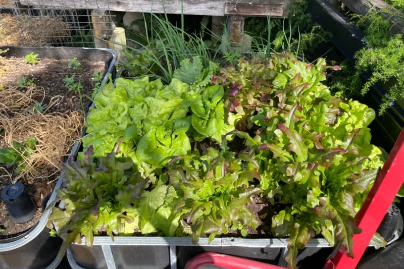 Close-up of green and red loose-leaf lettuce filling the whole surface of a wicking bed